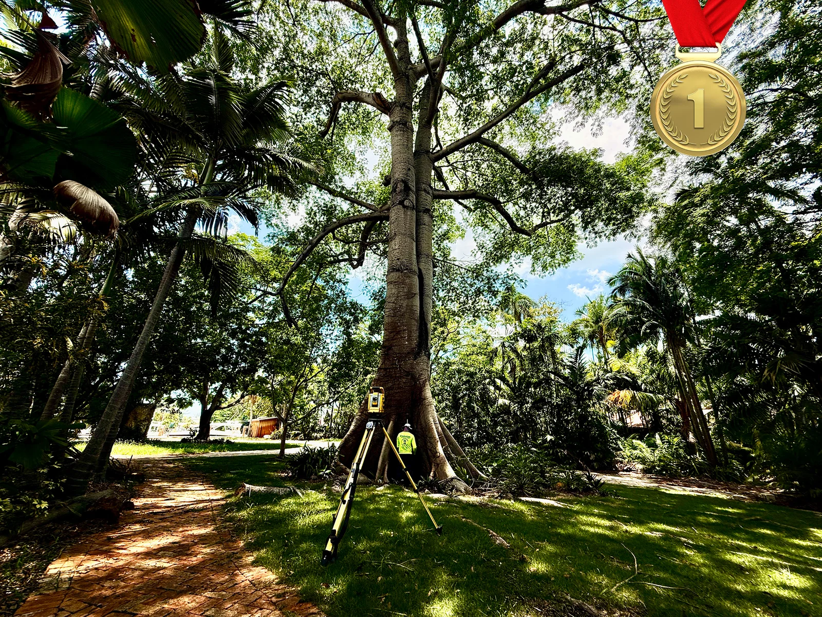 banyan tree 1st