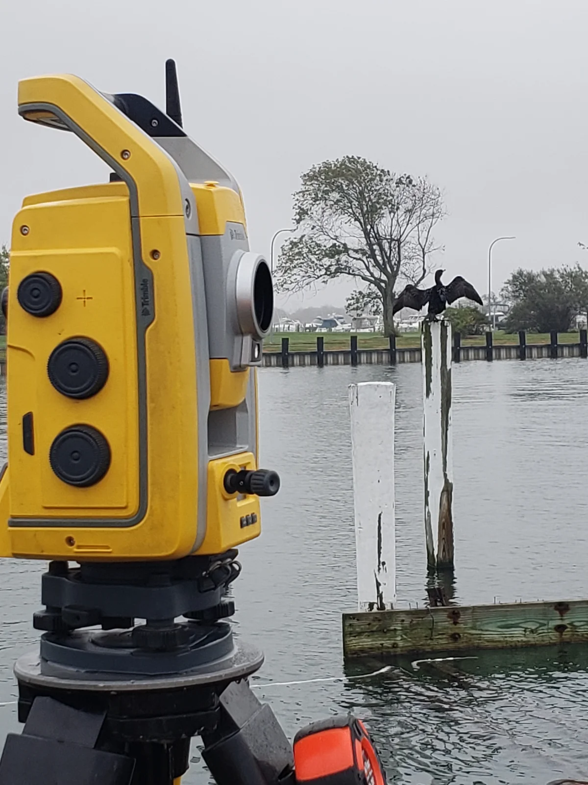 Cormorant stretch