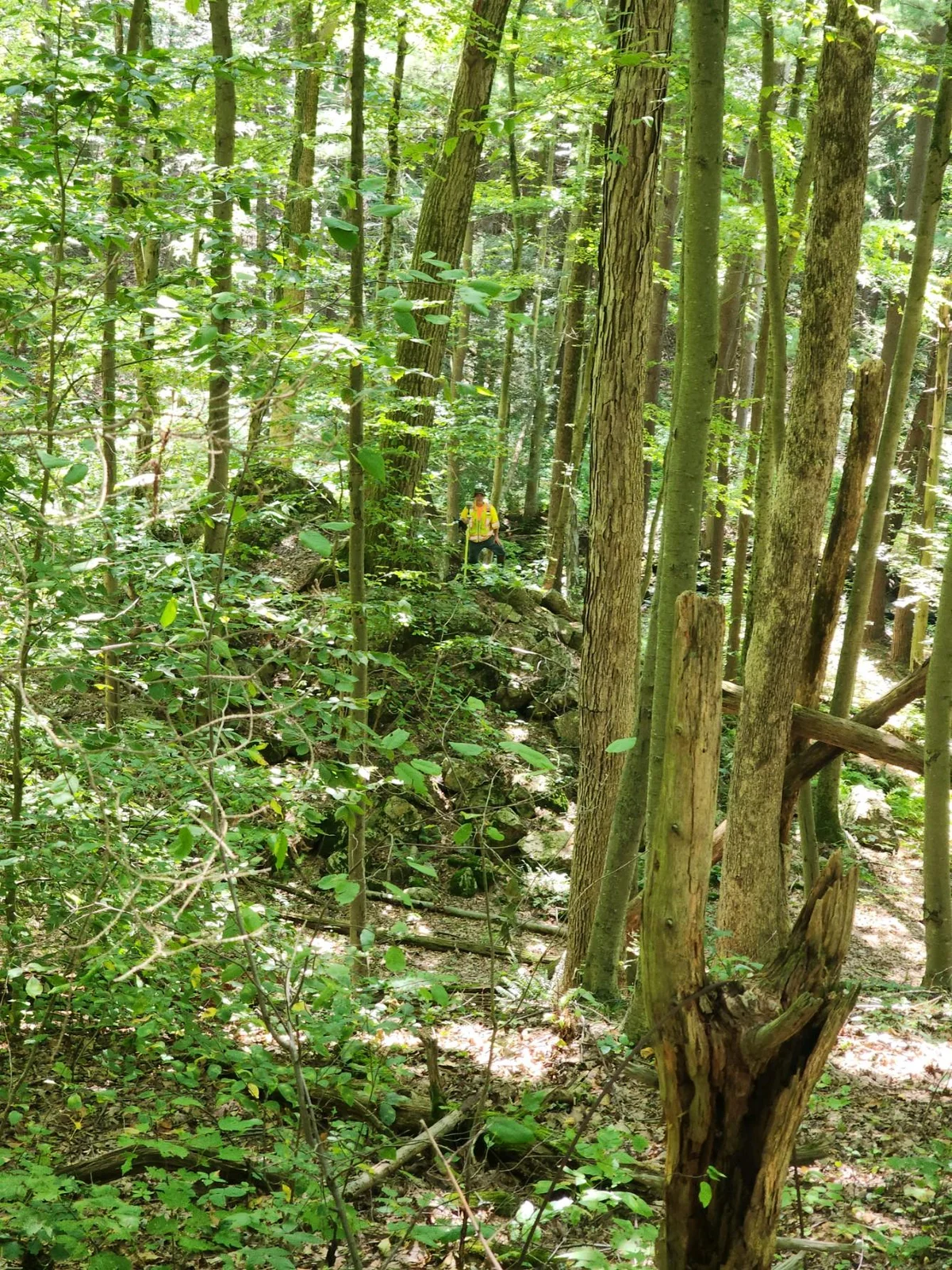 deep woods