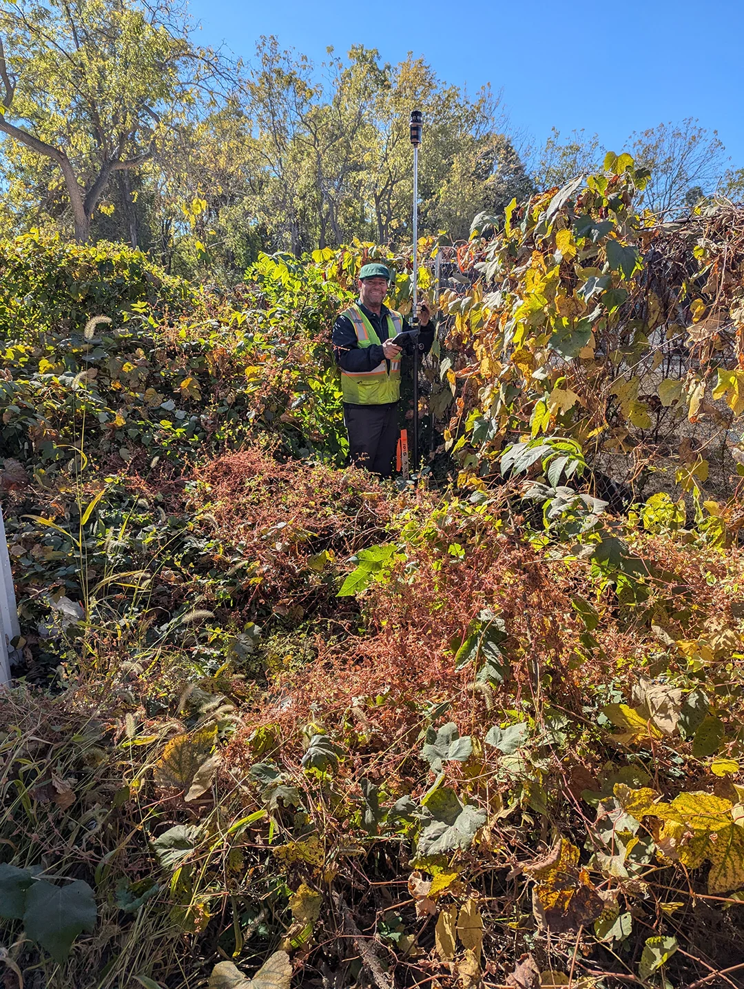 fall grapes