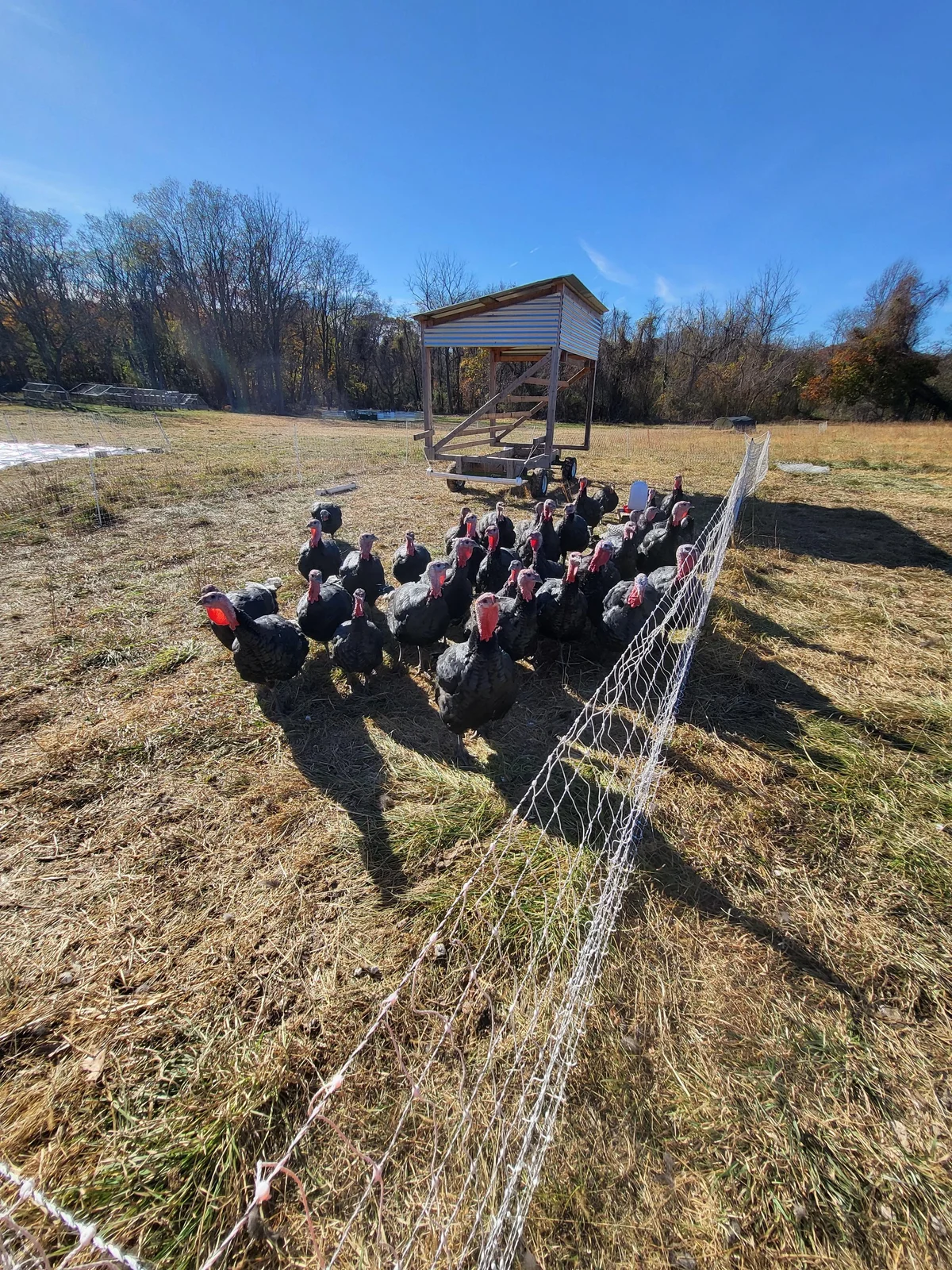 flock of turkeys