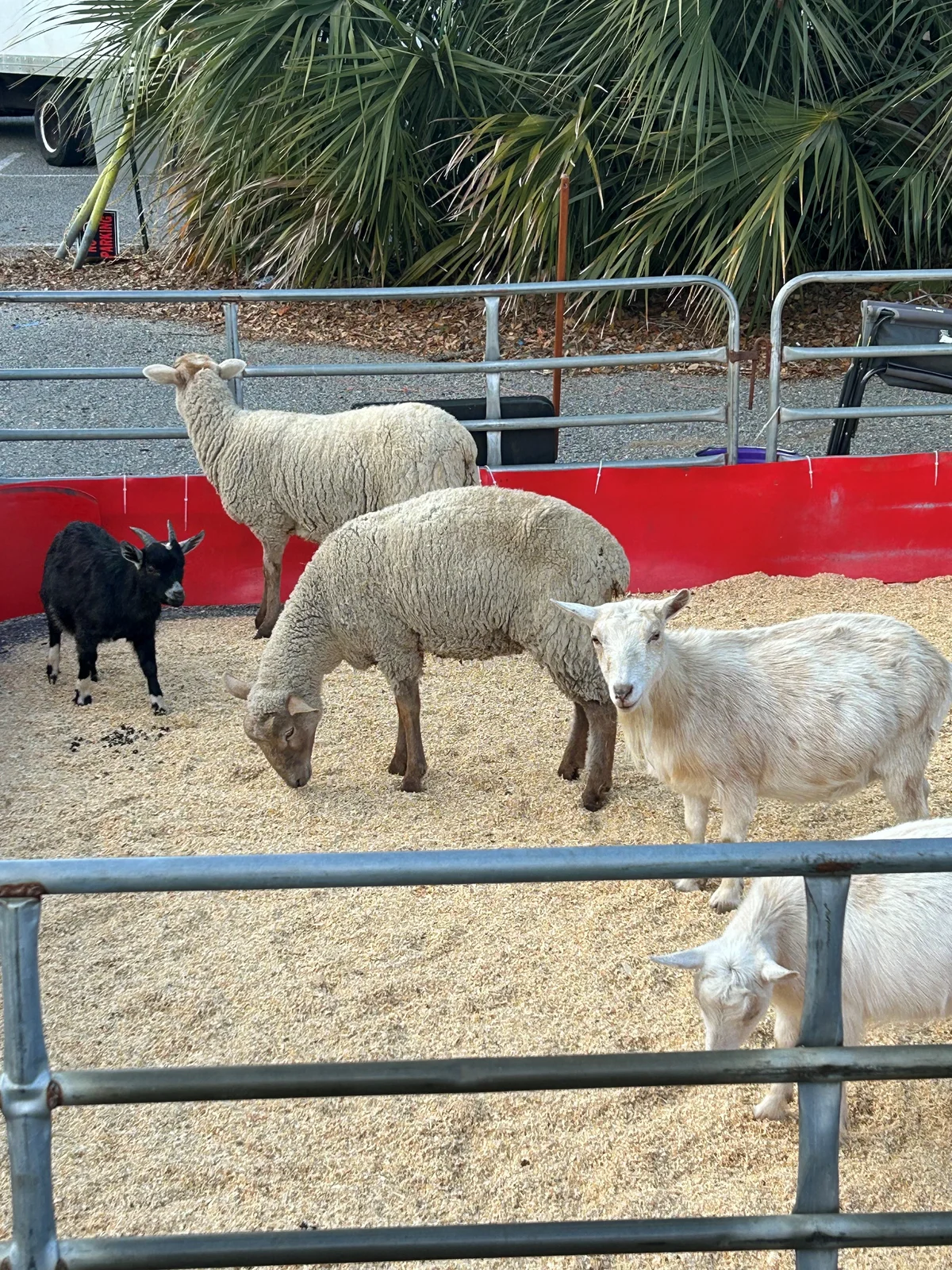 goats and sheep