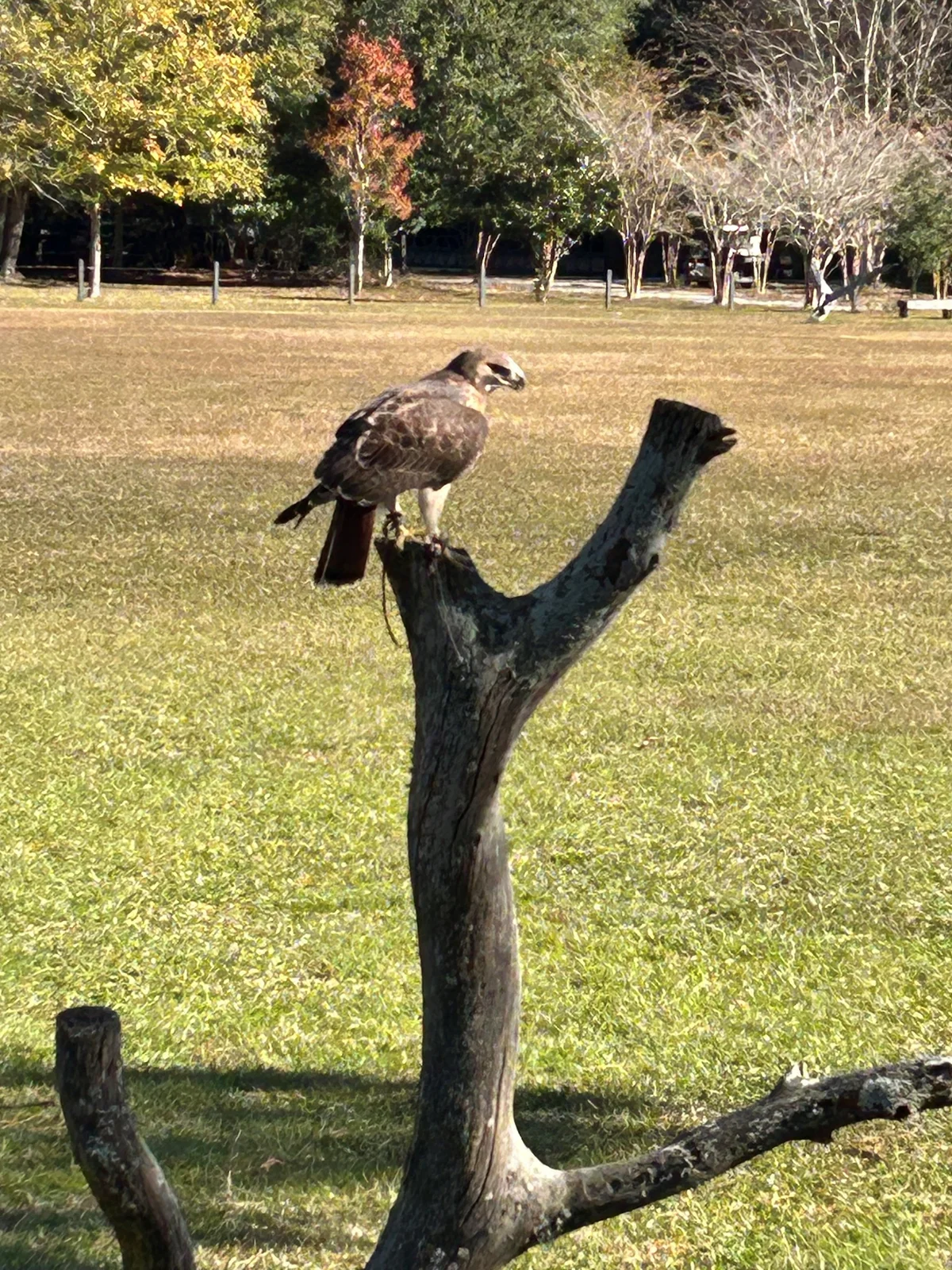hawk view