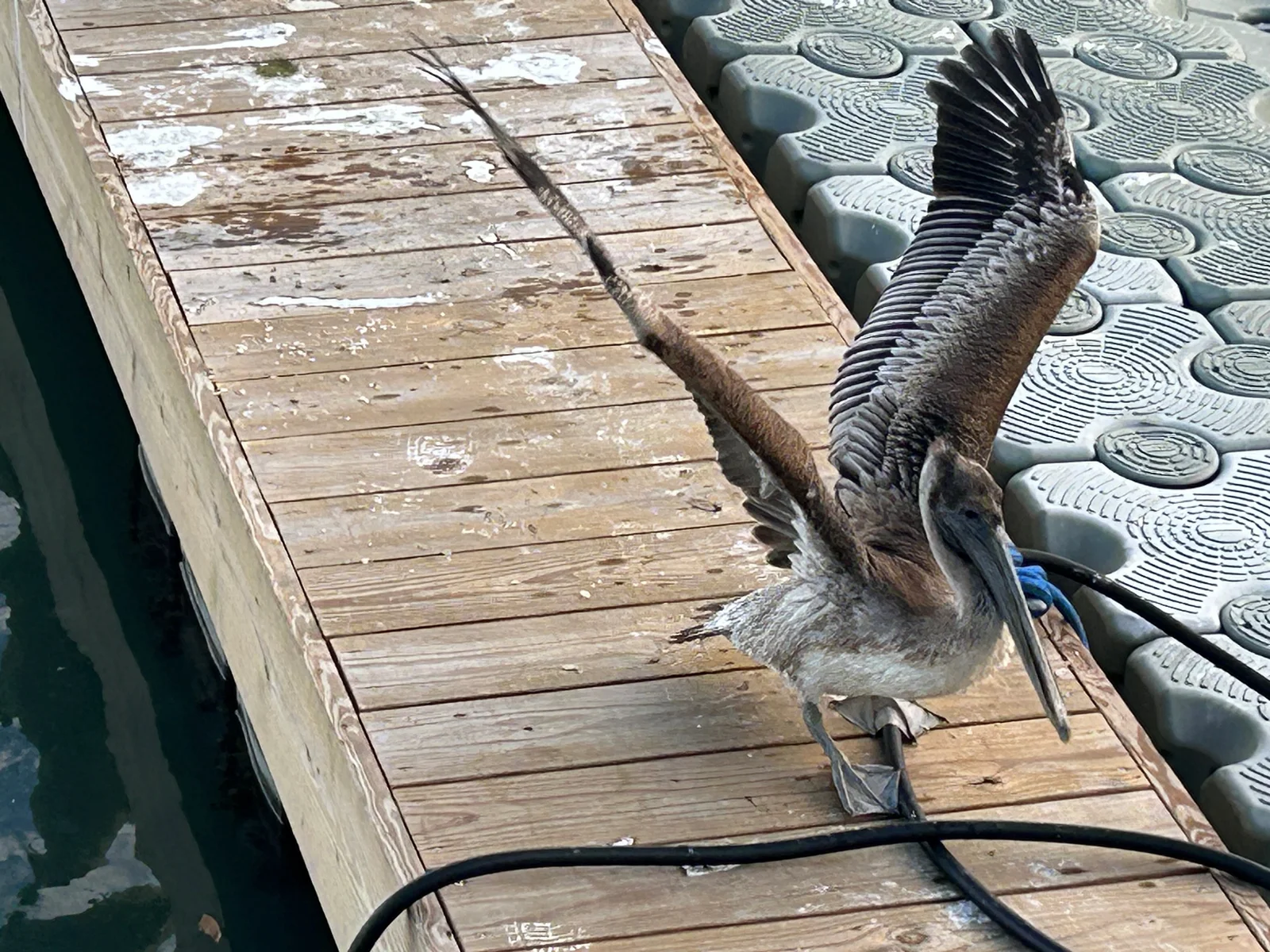 pelican strut
