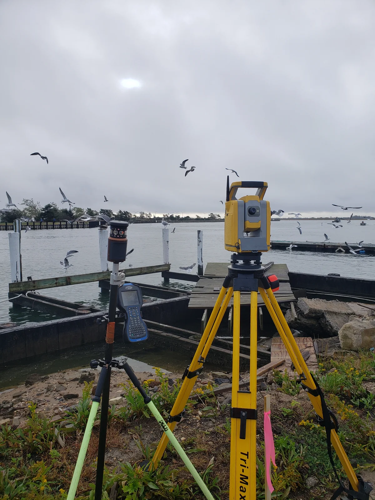 seagulls & survey