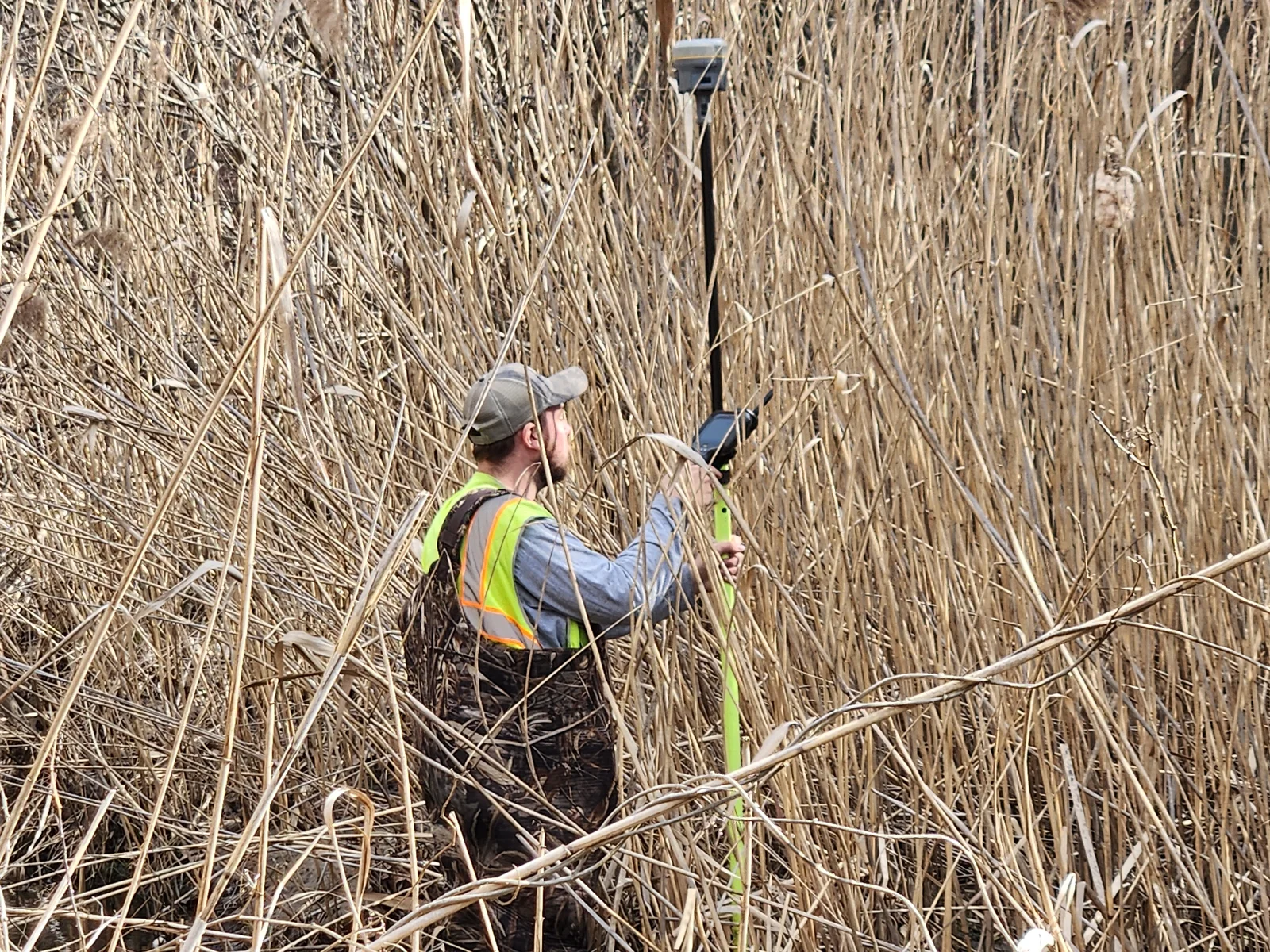 tall reeds