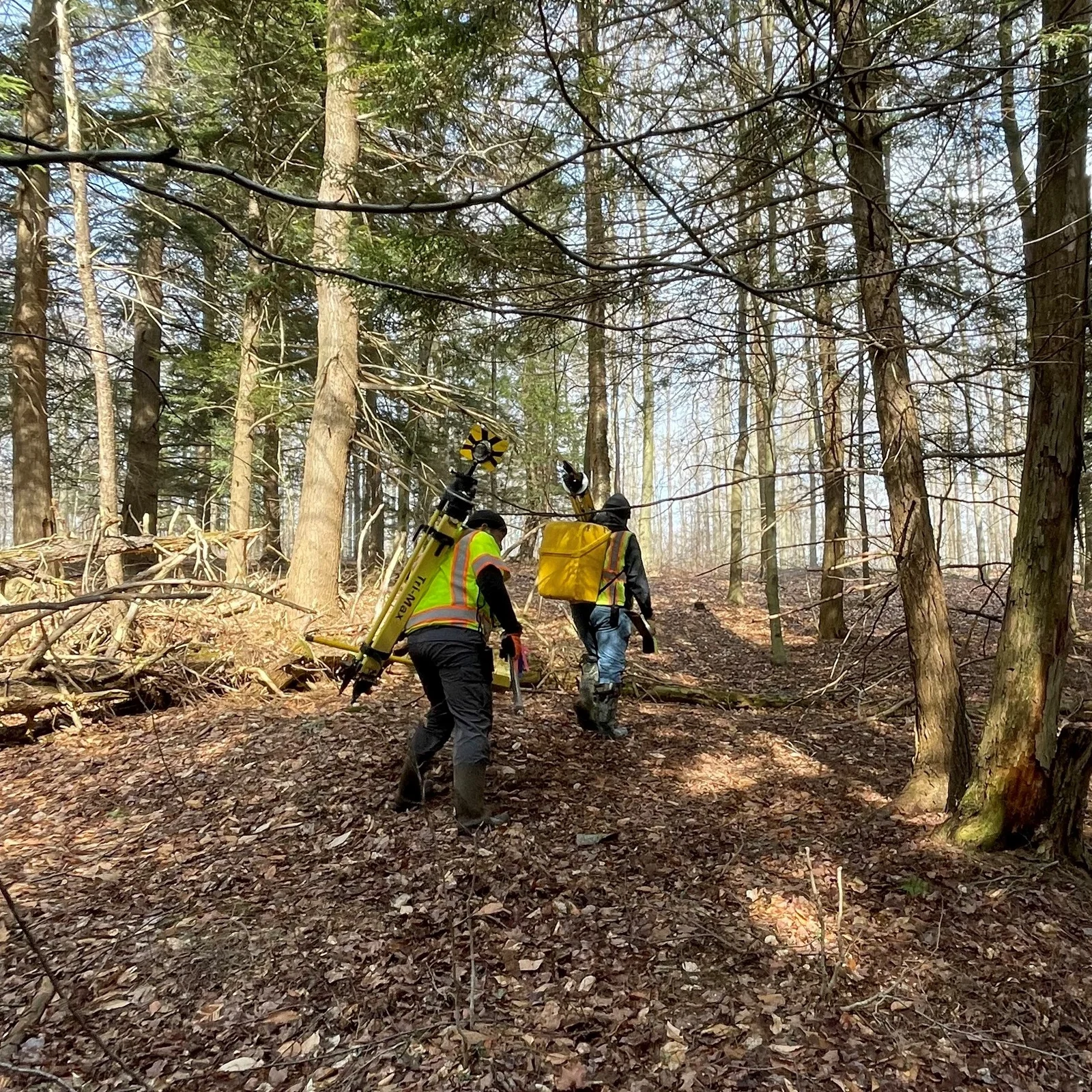 woodland trek
