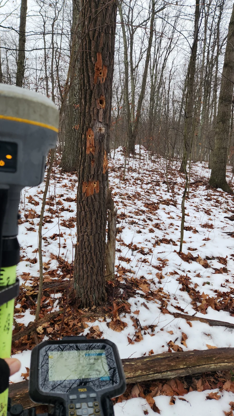 woodpecker zest